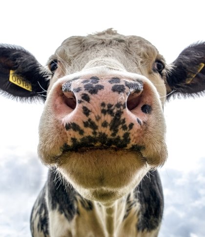 Можуть давати «чарівне молоко»: корови кайфують від кормів із вмістом конопель — вчені