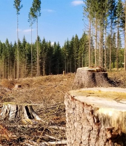 2 мільйони за вирубку лісу: суд відкрив справу проти лісгоспу Львівщини