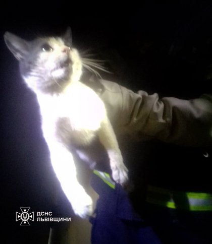 Врятували котика: львівські рятувальники розбили стіну, щоб дістати тварину