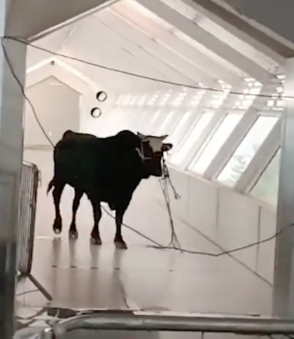 Небезпечний клієнт: бик-утікач забіг у банк в Ізраїлі