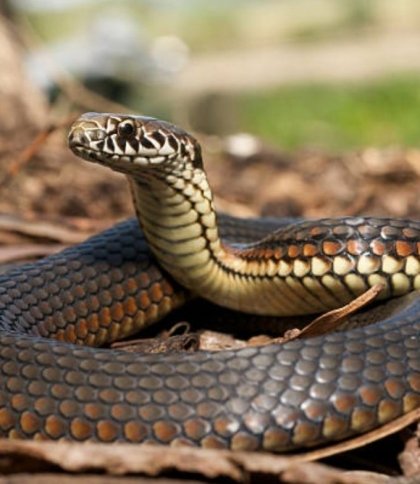На Самбірщині змія вкусила 18-річну дівчину, вона опинилась у реанімації