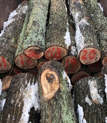 Незаконно рубали та продавали ліс: на Львівщині судитимуть учасників злочинної групи