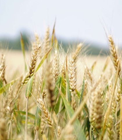 У Мелітопольському районі росіяни забирають зерно у фермерів