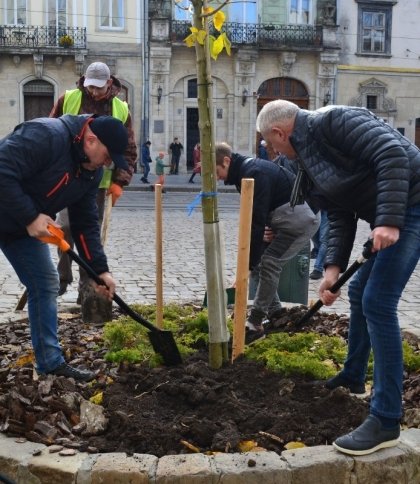 Як у Львові за допомогою дерев покращуватимуть фізичне та ментальне здоров'я людей