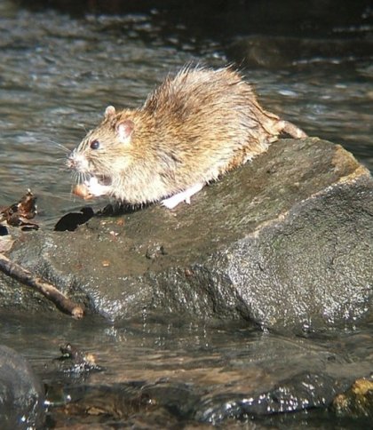 На Львівщині від лептоспірозу помер 69-річний чоловік