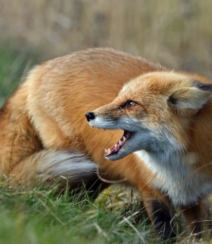 У громаді на Львівщині ввели карантин через випадок сказу в лисиці