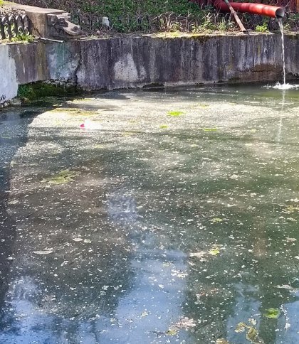 Риби плавають у мулі: львів’яни поскаржилися на забруднений ставок у Парку культури (фото)