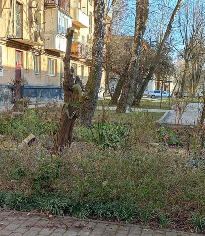 Свавілля на прибудинковій території: жителі на вул. Дністерській скаржться на спилені дерева