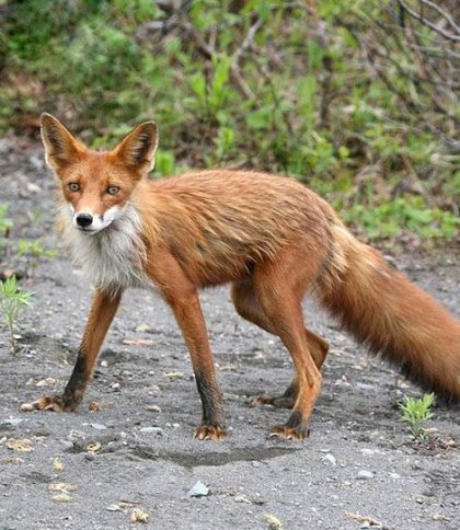 Через значну кількість лисиць на півночі Львівщини хочуть почати їх відстріл