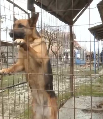 Пес врятував життя жителю Золочівщини під час ракетної атаки росіян (відео)