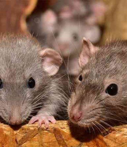 Науковий прорив із мишами може допомогти парам чоловіків народжувати дітей: деталі