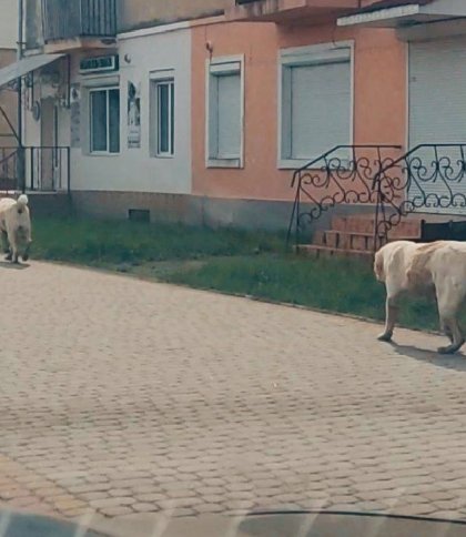 Алабаїв, які на Львівщині загризли кількох собак, попри постанову суду, не забирають у власника