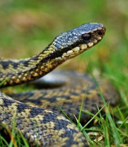 На Львівщині за добу двоє людей потрапили до лікарні через укус змії