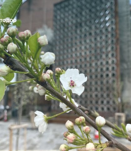 Розпускаються пишним білосніжним цвітом: у Львові на вулиці Бандери зацвіли груші (фото)