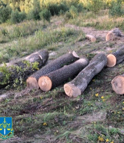 Нарубав дров на пів мільйона: на Львівщині службовець лісгоспу продавав незаконно вирубані дерева