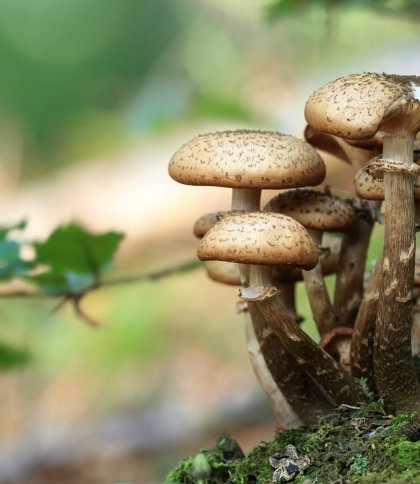 Сезон тихого полювання: які гриби можна знайти на Львівщині