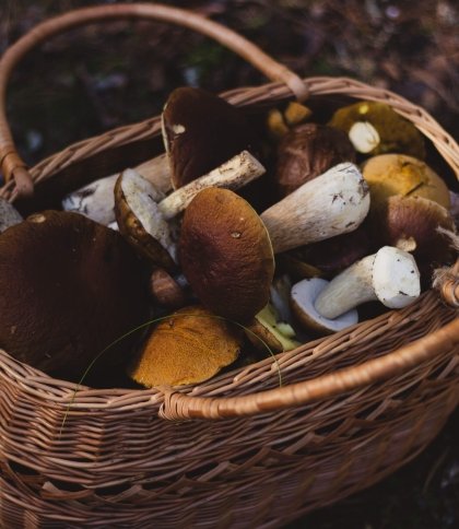 Що треба знати під час збору грибів та які з них небезпечні