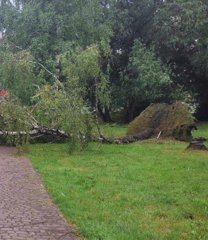 У Львівських парках від негоди постраждало щонайменше 26 дерев