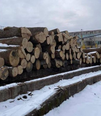 Поліцейському оголошено про підозру за вирубку дубів у Чорнобилі