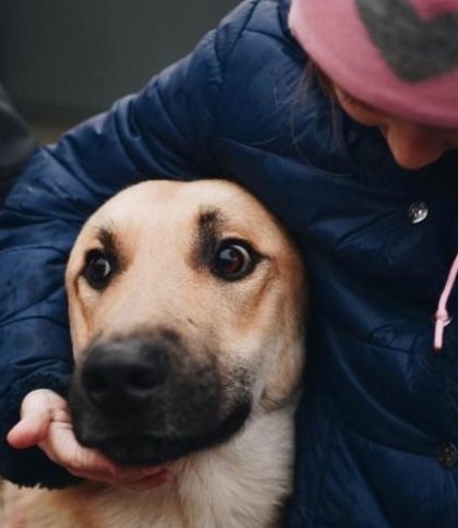 У Львові кожен охочий може вигуляти собак, які перебувають у Домівці врятованих тварин: деталі