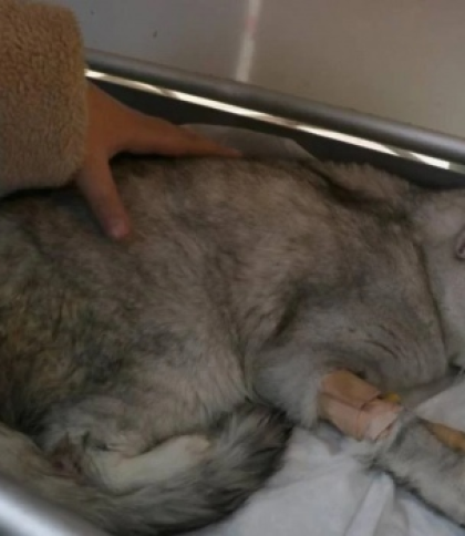 Врятували кота, який провів під завалами майже 50 днів після землетрусу в Туреччині