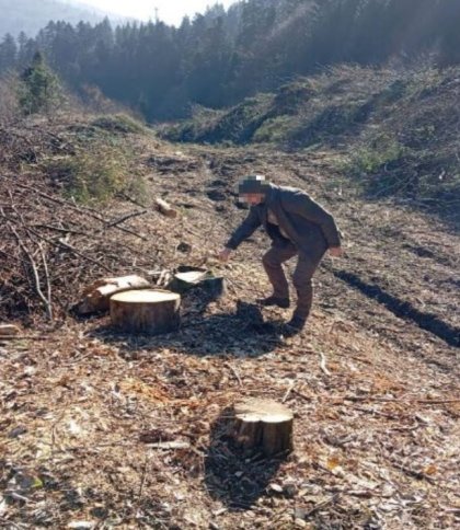 На Стрийщині судитимуть чоловіка за незаконну вирубку лісу на 260 тисяч гривень