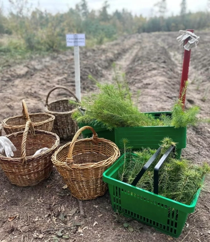 Майже 6 тис. саджанців дерев висадили 21 жовтня у Зіболківському лісництві Львівщини