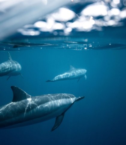 У Чорному морі через війну загинуло понад 5 тисяч дельфінів