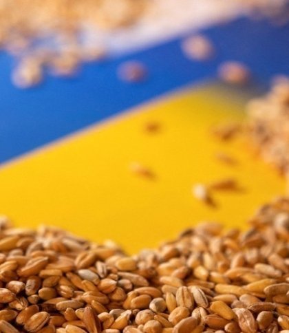 Щонайменше 400 тисяч тонн: у Мінагрополітиці повідомили, скільки зерна вкрала росія в України