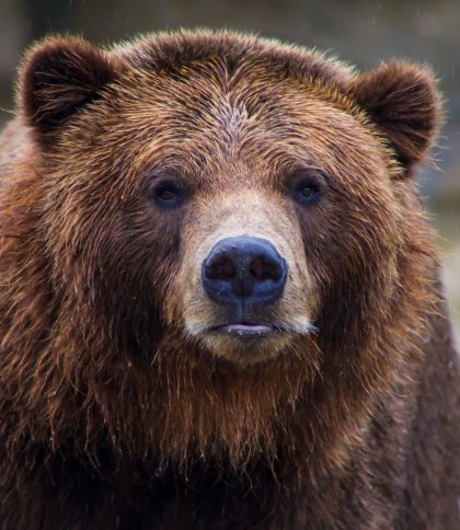 На Дрогобиччині у лісі помітили сліди ведмедя: попереджають про небезпеку