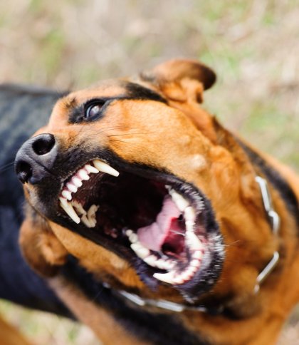 На Стрийщині оголосили карантин через випадок сказу у собаки