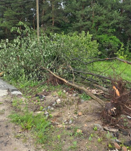 В селі неподалік Львова спіймали лісоруба на знищенні дерев у лісосмузі