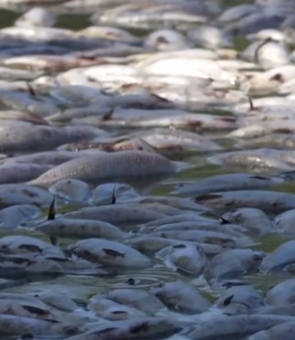 Річка мертвих: в Австралії через спеку загинули мільйони риб