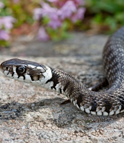 Львівщина - лідер серед областей за кількістю укусів зміями: випереджає інші в рази