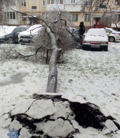 Негода у Львові звалила майже 120 дерев