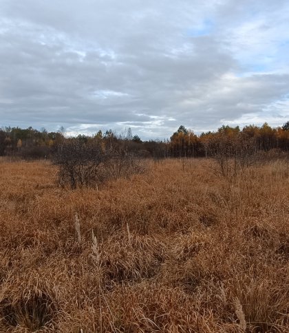 На Малому Поліссі збережуть унікальні рослини, занесені до Червоної книги України.