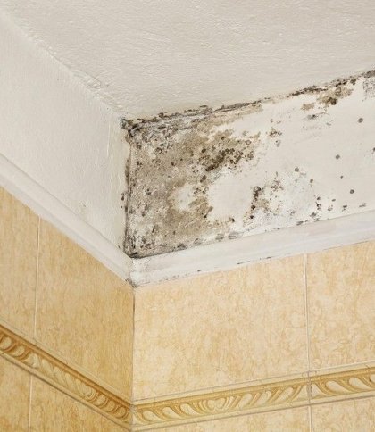 Як позбутися цвілі в будинку: ефективні способи та поради