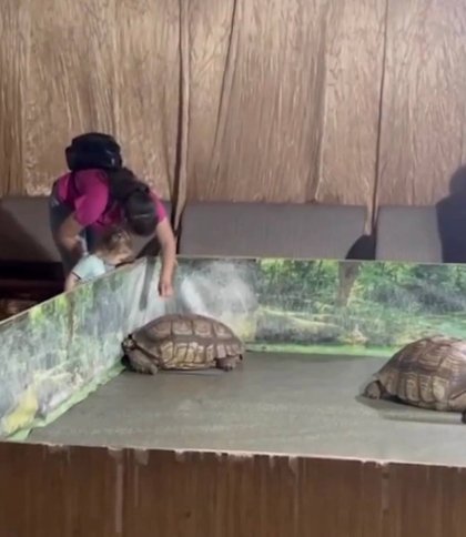 «Це знущання з тварин»: у Полтаві скаржаться на виставку черепах, а поліція не реагує