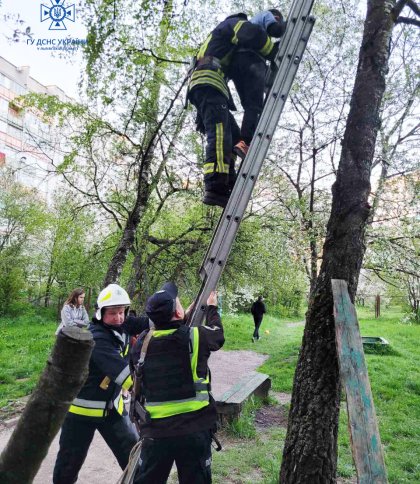 У Дрогобичі рятувальники зняли з дерева хлопчика, який поліз за літачком і застряг