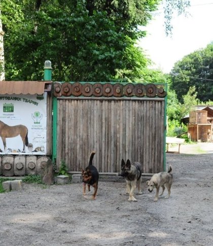 Львівський притулок прийняв понад 3 тис. домашніх тварин з початку вторгнення