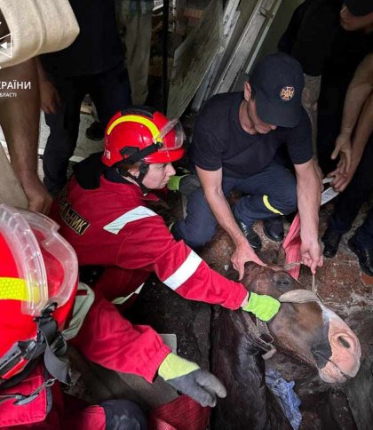 На Львівщині врятували коня, який упав до триметрової ями