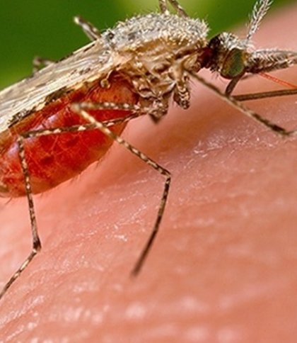Вчені дослідили, чому комарі кусають деяких людей частіше за інших