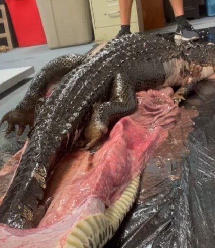У Флориді неушкодженого алігатора витягнули зі шлунку пітона