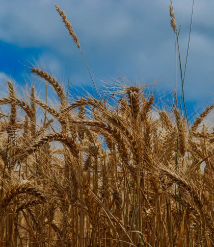 Фермерка-колаборантка вивезла до Росії 2 тис. тонн українського зерна на 13 млн грн