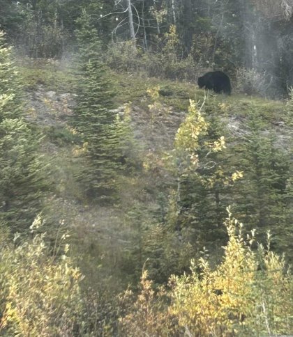 У Солонківській громаді помітили ведмедя, мешканців просять бути обережними