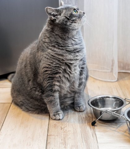 Профілактика ожиріння у домашніх котів