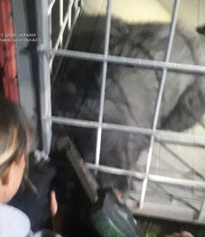Голова застрягла в арматурі: на Золочівщині надзвичайники врятували собаку