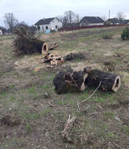 Незаконна рубка дерев на Яворівщині на кількасот тисяч