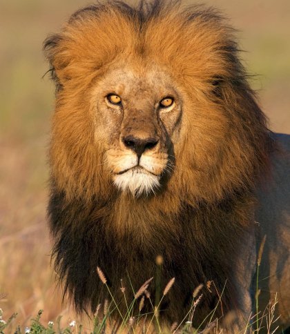 Вбили найвідомішого лева світу