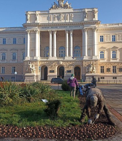 У Львові посадять понад 150 тис. тюльпанів з Нідерландів